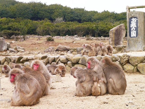 銚子渓 自然動物園 お猿の国